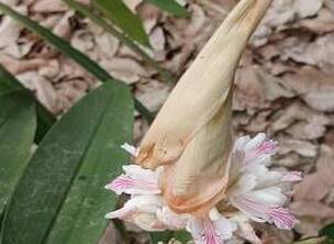 偶遇这种植物开花 奇特美鲜漂亮